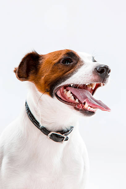 istock Small Jack Russell Terrier sitting on white 637994166