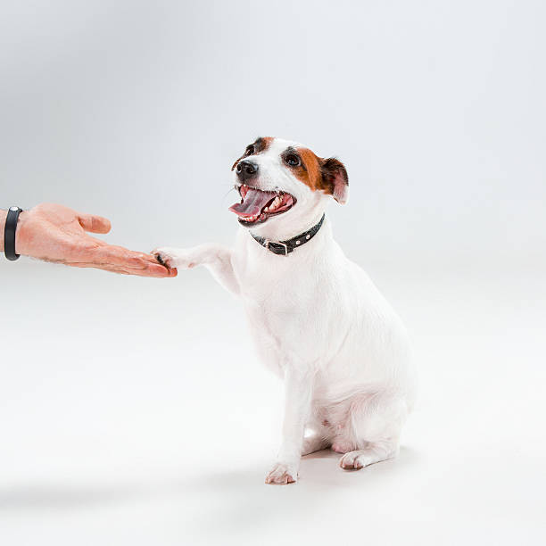 istock Small Jack Russell Terrier sitting on white 637994282