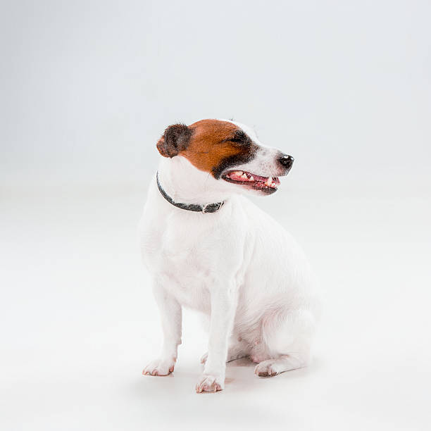 istock Small Jack Russell Terrier sitting on white 637994338