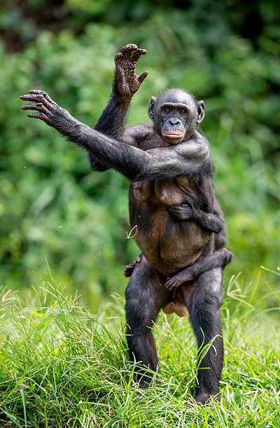 istock Close-up Portrait of Bonobo 637994678