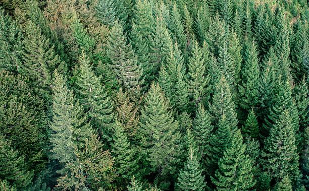 istock Fir forest view from above - beautiful nature of forest 637994980