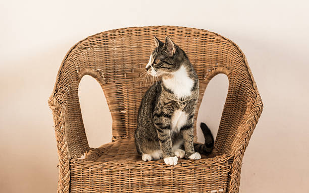 istock Tabby cat on wicker armchair. 637995228