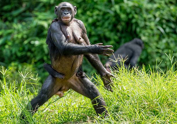 istock Portrait of Bonobo 637997464