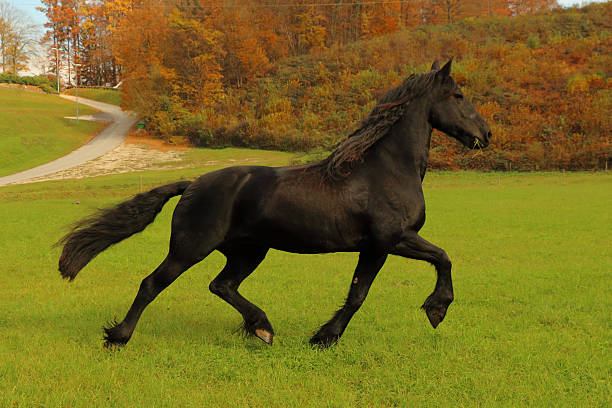 istock Friesian horse running 637997622