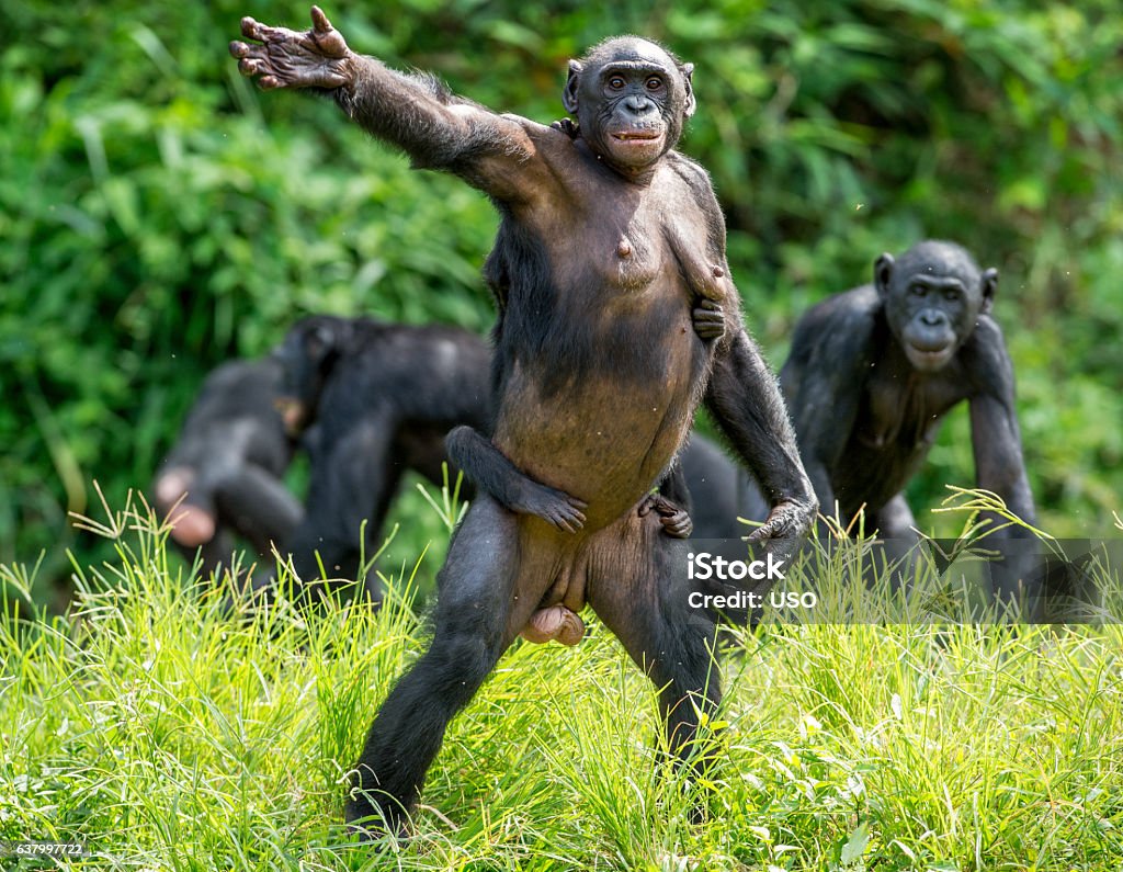 The Bonobo family Close up Portrait of Bonobo Cub on the mother's back. Natural habitat and Green natural background. The Bonobo ( Pan paniscus), called the pygmy chimpanzee. Democratic Republic of Congo. Africa Bonobo Stock Photo