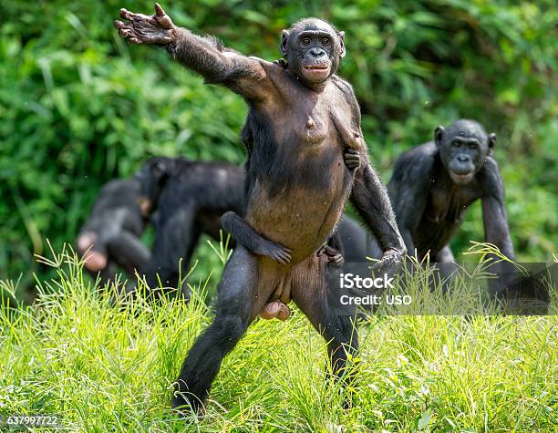 The Bonobo Family Stock Photo - Download Image Now - Bonobo, Chimpanzee, Africa