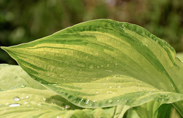Photo of Wet leaves of Hosta Fortunei Gold Standard