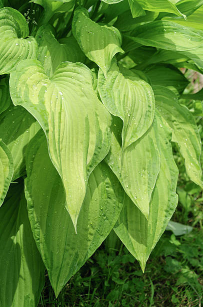 istock Wet leaves of Hosta Fortunei Gold Standard 637998090
