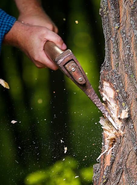 istock Chips fly apart after the lumberjack chopping wood 637999346
