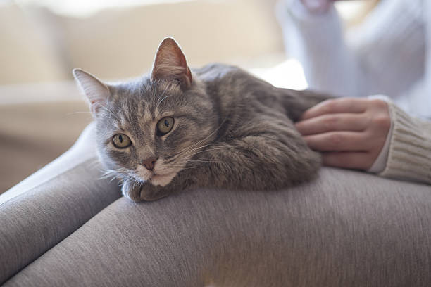 Cat in a woman's lap Furry tabby cat lying on its owner's lap, enjoying being cuddled and purring. weak cat stock pictures, royalty-free photos & images