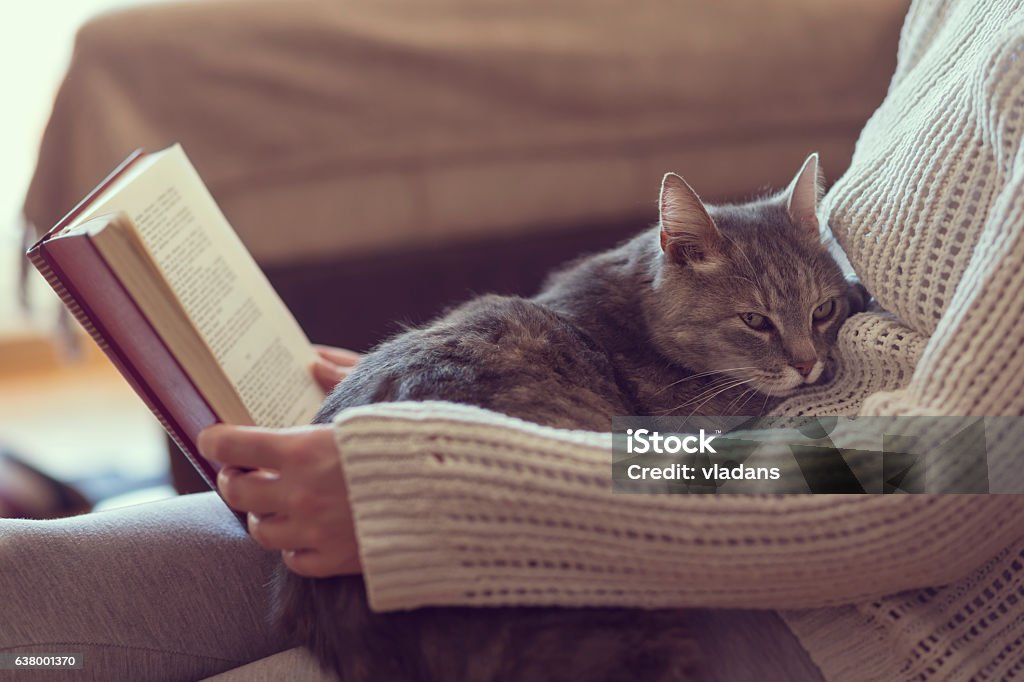 Freizeit mit einer Katze - Lizenzfrei Hauskatze Stock-Foto