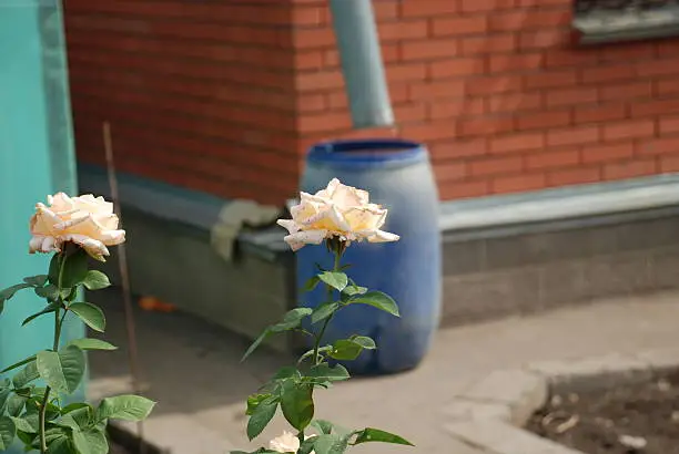 Photo of Roses grow near the house