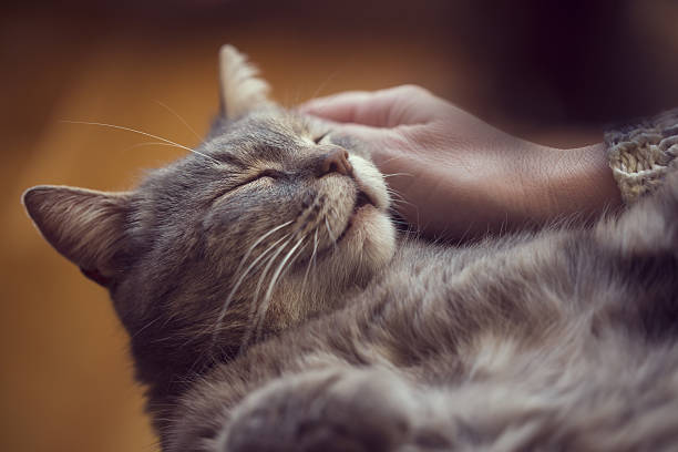 Cat enjoying cuddling Furry tabby cat lying on its owner's lap, enjoying being cuddled and purring. Selective focus weak cat stock pictures, royalty-free photos & images