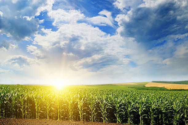 istock Green field with corn. Blue cloudy sky and sunrise 638001482