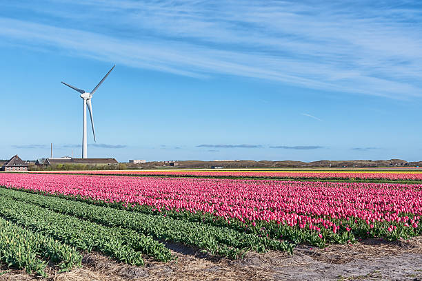 тюльпановые поля на фоне ветряной мельницы - netherlands windmill farm farmhouse стоковые фото и изображения