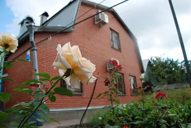 Photo of Roses grow near the house