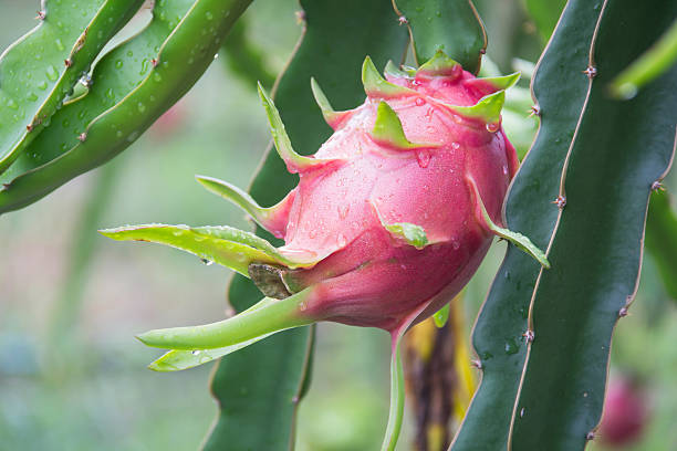 istock dragon Fruit on the tree after rain in garden 638003294