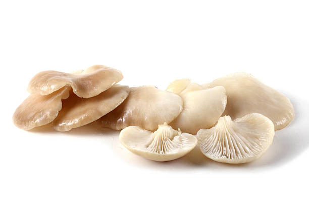 istock White oyster mushrooms 638003400