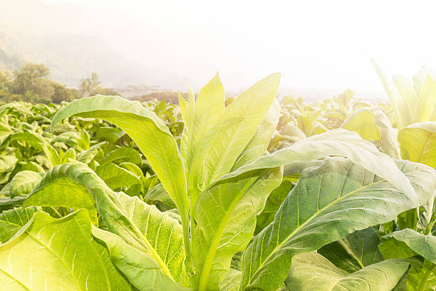 istock Close up Nicotiana tabacum 638003658