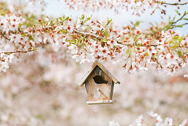 Little Birdhouse in Spring with blossom cherry flower sakura