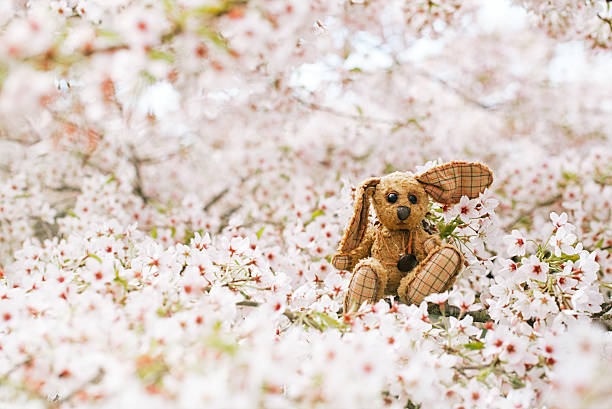 istock Little bunny  in Spring with blossom cherry flower sakura 638003748