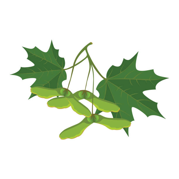 단풍 나무 잎과 사마라 는 흰색 배경에 고립. 사실적인 벡터 - maple green maple keys tree stock illustrations