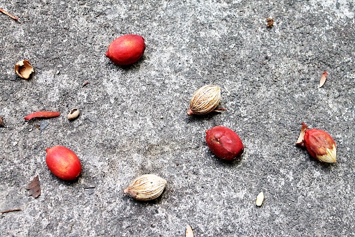 Betel Nuts On Concrete Floor, Thailand