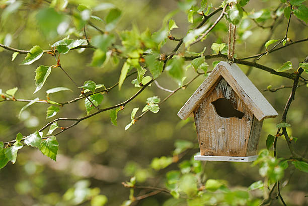 istock Little Birdhouse in Spring birch leaves 638007736