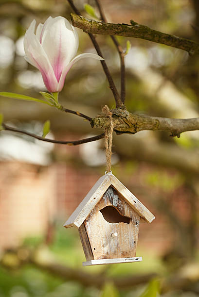 istock Little Birdhouse in Spring magnolia flower tree 638007874