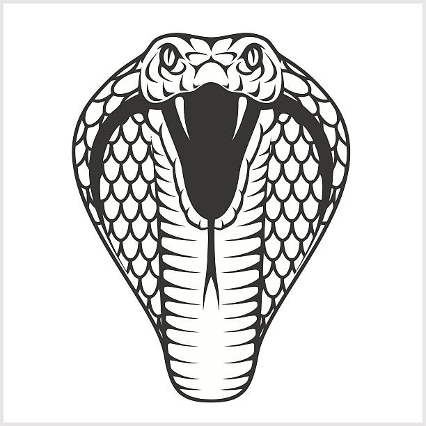 illustrazioni stock, clip art, cartoni animati e icone di tendenza di testa cobra - illustrazione in bianco e nero - cobra