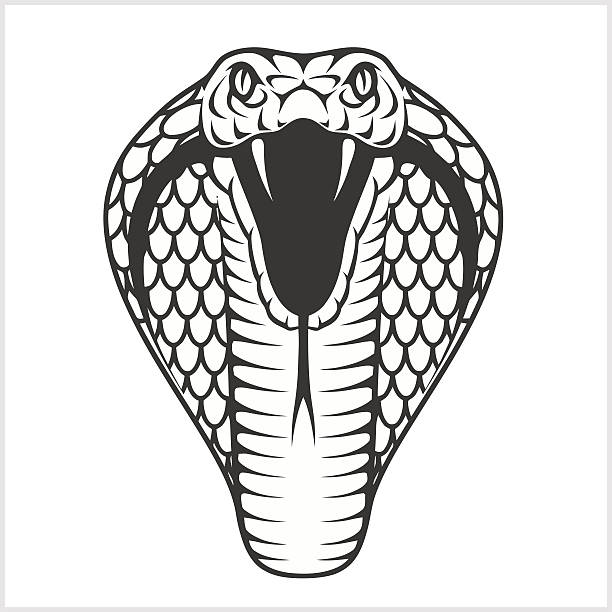 голова кобры - черно-белая иллюстрация - snake cobra vector animal stock illustrations