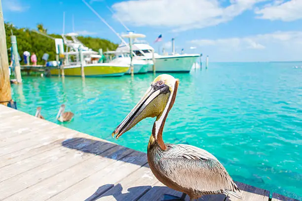 Big brown pelicans in port of Islamorada, Florida Keys. Waiting for fish at Robbie's Marina