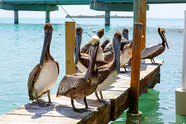 istock Big brown pelicans in Islamorada, Florida Keys 638008402