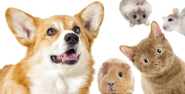 istock Puppy and kitten and guinea pig 638010328