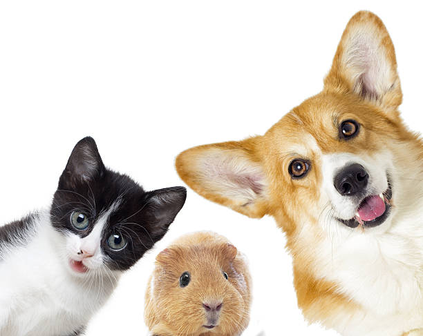 istock Puppy and kitten and guinea pig 638011150