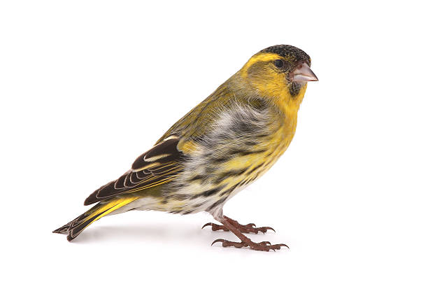 siskin mâle - tarins photos et images de collection