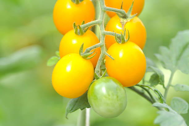 istock tomato plant in the vegetable garden 638011760