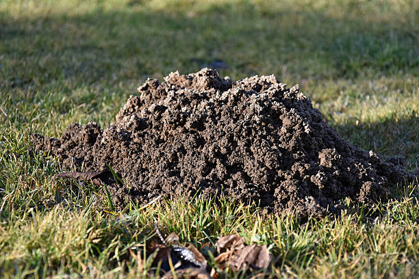 mole hizo el jardín molehill. - low grass hill pasture fotografías e imágenes de stock