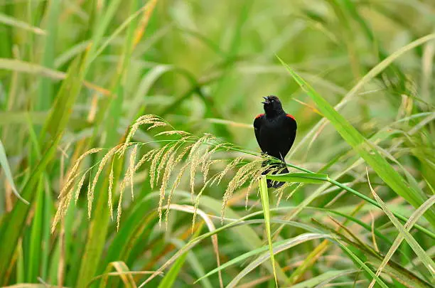 A Red-winged Blackbird with wings slightly opened, revealing the bright red patches, calls out as it sits on a loaded seed stalk. Photo taken in Central Florida.