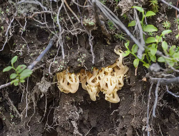 Toadstool with which should be extremely cautious