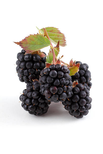 istock Cluster of blackberry 638012980