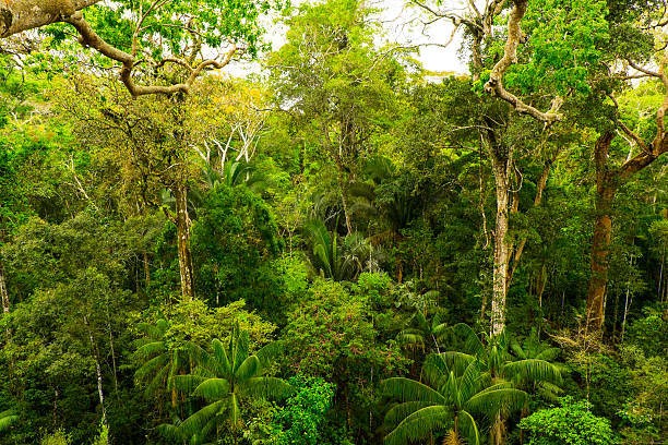 Tropical pristine rainforest Pristine forest in the tropics tropical rainforest canopy stock pictures, royalty-free photos & images