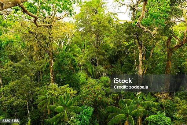 Tropical Pristine Rainforest Stock Photo - Download Image Now - Rainforest, Island of Borneo, Indonesia
