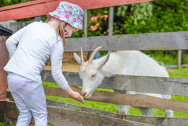 little girl feeds young white goat at goat farm - animals feeding animal child kid goat imagens e fotografias de stock