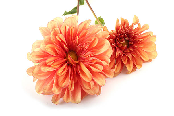 istock Orange dahlia flowers 638014080