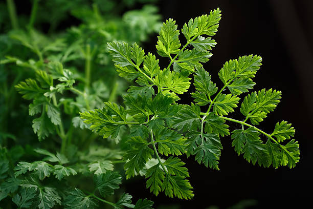 sfondo chervil, messa a fuoco selettiva - green food chervil herb foto e immagini stock