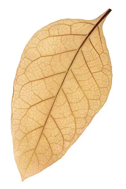 Photo of Dried tobacco (Nicotiana tabacum) leaf, path