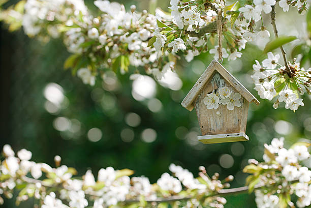 istock Little Birdhouse in Spring with blossom cherry flower sakura 638015656