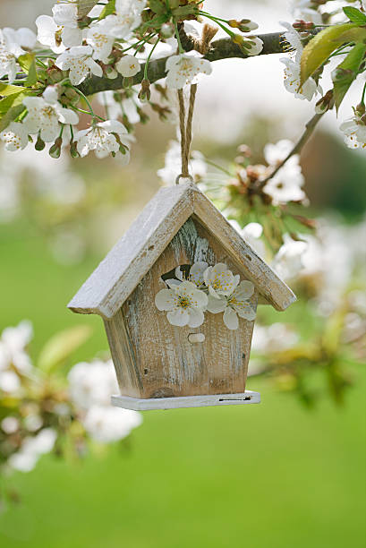 istock Little Birdhouse in Spring with blossom cherry flower sakura 638015730