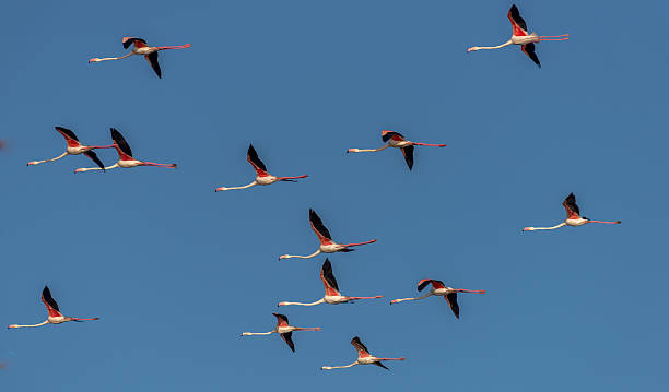 istock Greater Flamingos at Bhigwan in Flight 638015734